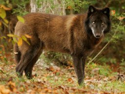 Loup de la Colombie britannique